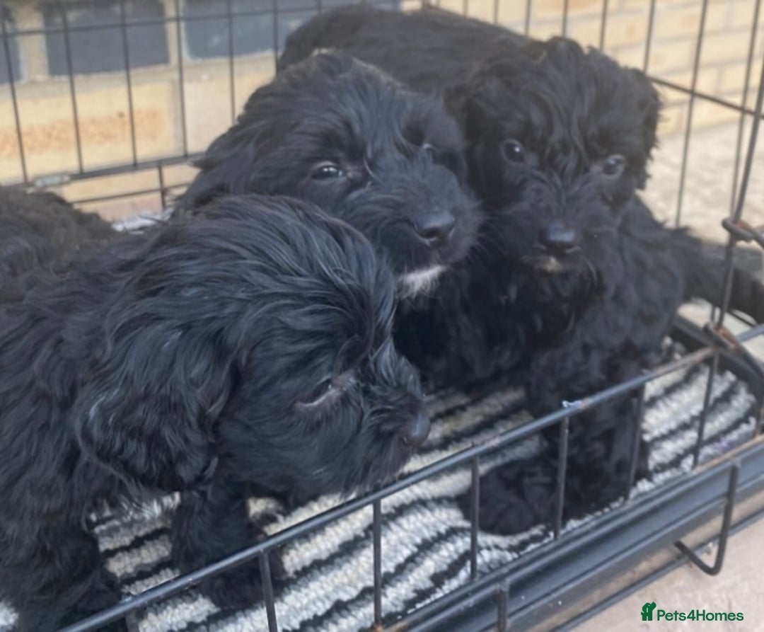 Puppies for sale in Doncaster, South Yorkshire Pets4Homes