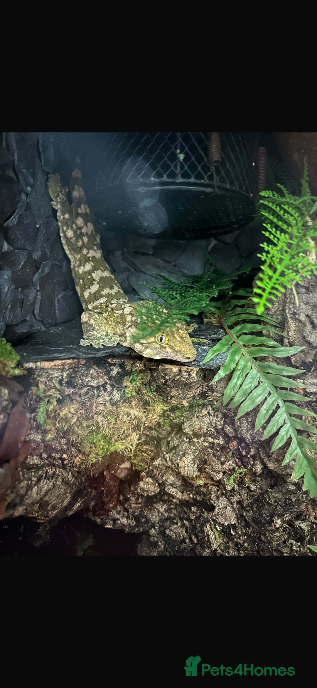 Gecko reptiles for sale: Male leachianus gecko with full set up  - Advert 8
