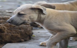 Mixed Breed dogs for sale: Mixed Breed w/Lurcher Mix Puppies ready for a home - Image 19