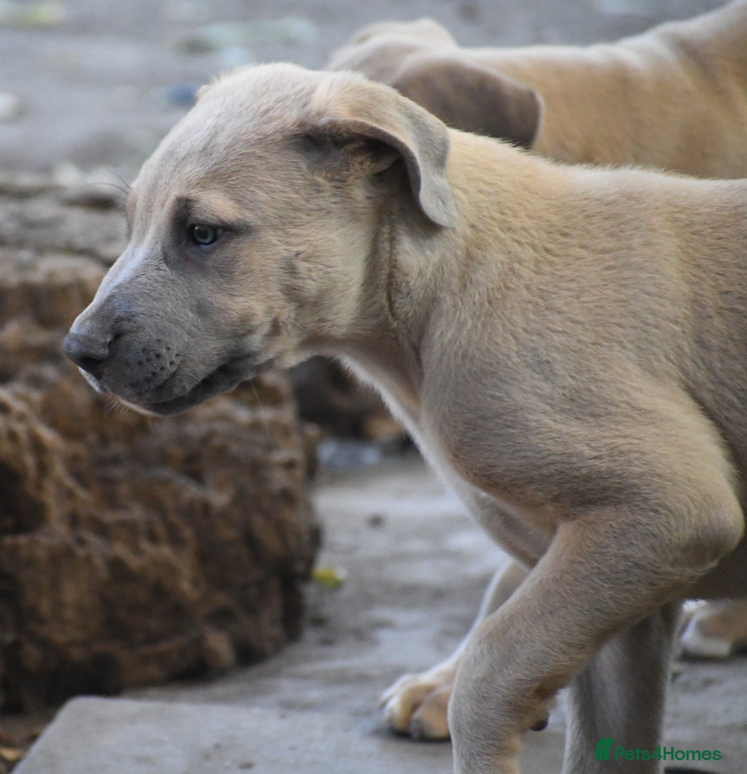 Mixed Breed dogs for sale: Mixed Breed w/Lurcher Mix Puppies ready for a home - Image 19