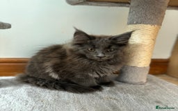 Maine Coon cats for sale: Stunning Maine Coon Kittens  - Image 14