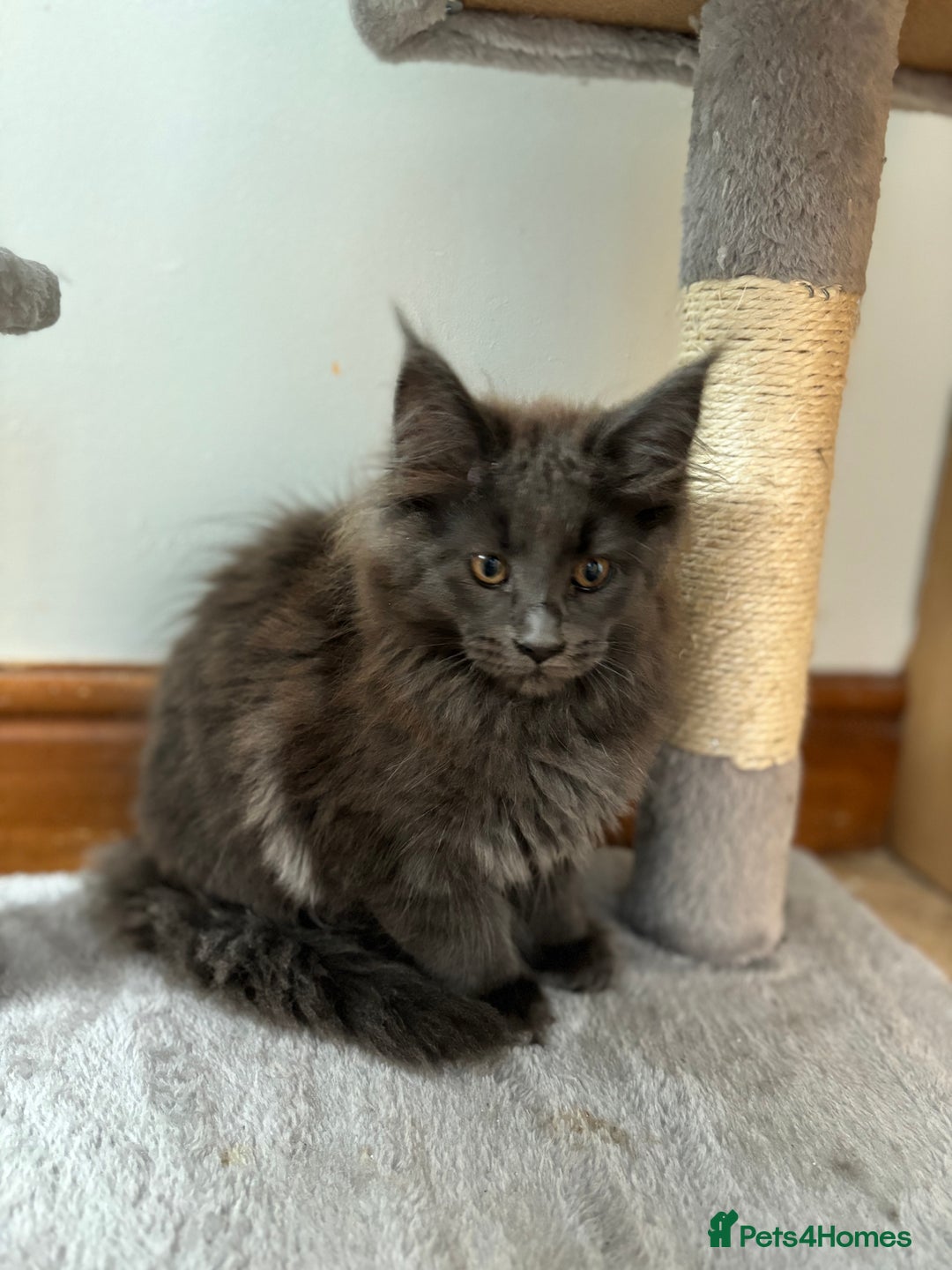 Maine Coon cats for sale: Stunning Maine Coon Kittens  - Image 14