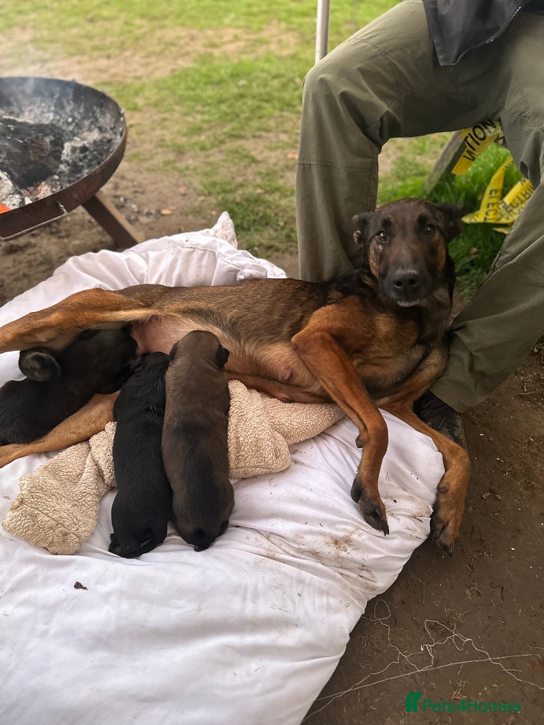Mixed Breed dogs for sale: Dutch Herder Puppies  - Advert 7