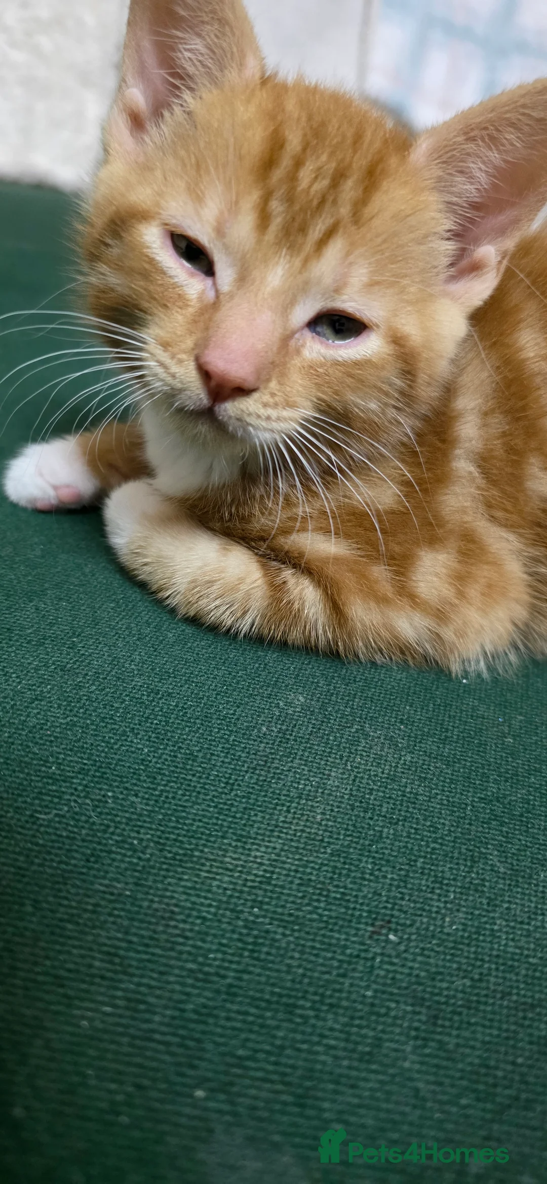 Mixed Breed cats for sale: Adorable Kitten Looking for a New Home - Advert 7