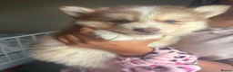 Pomsky dogs for sale: American Line Health Tested F4 Pomskys - Advert 26