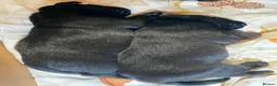 Labrador Retriever dogs for sale: Newly arrived black labrador retriever - Advert 2