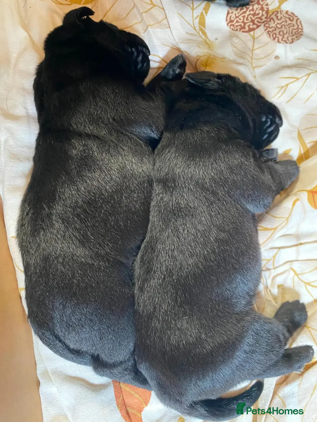Labrador Retriever dogs for sale: Newly arrived black labrador retriever - Advert 2