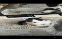 Domestic Shorthair cats for sale: 4 beautiful kittens, £100 each!! - Image 4