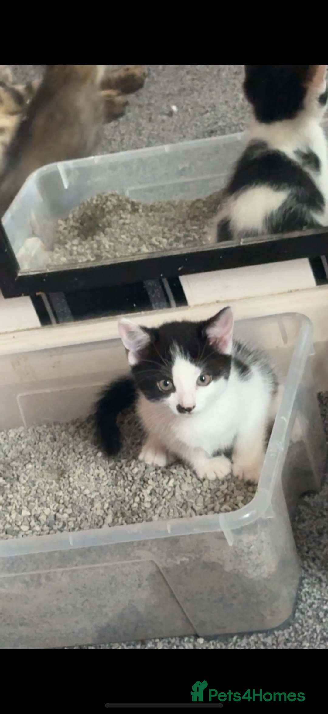 Domestic Shorthair cats for sale: 4 beautiful kittens, £100 each!! - Image 4
