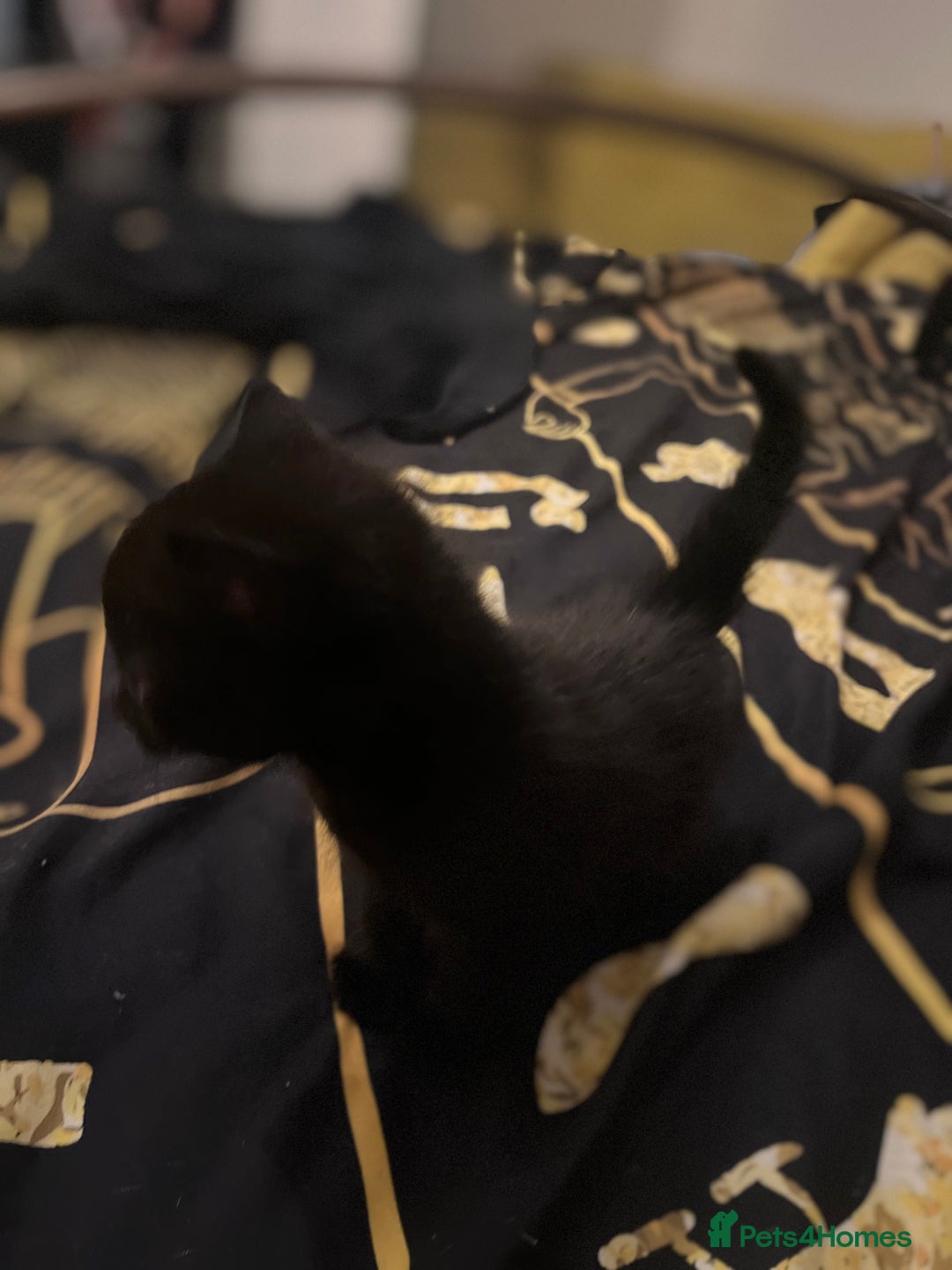 Mixed Breed cats for sale: Ginger and black kittens  - Advert 7