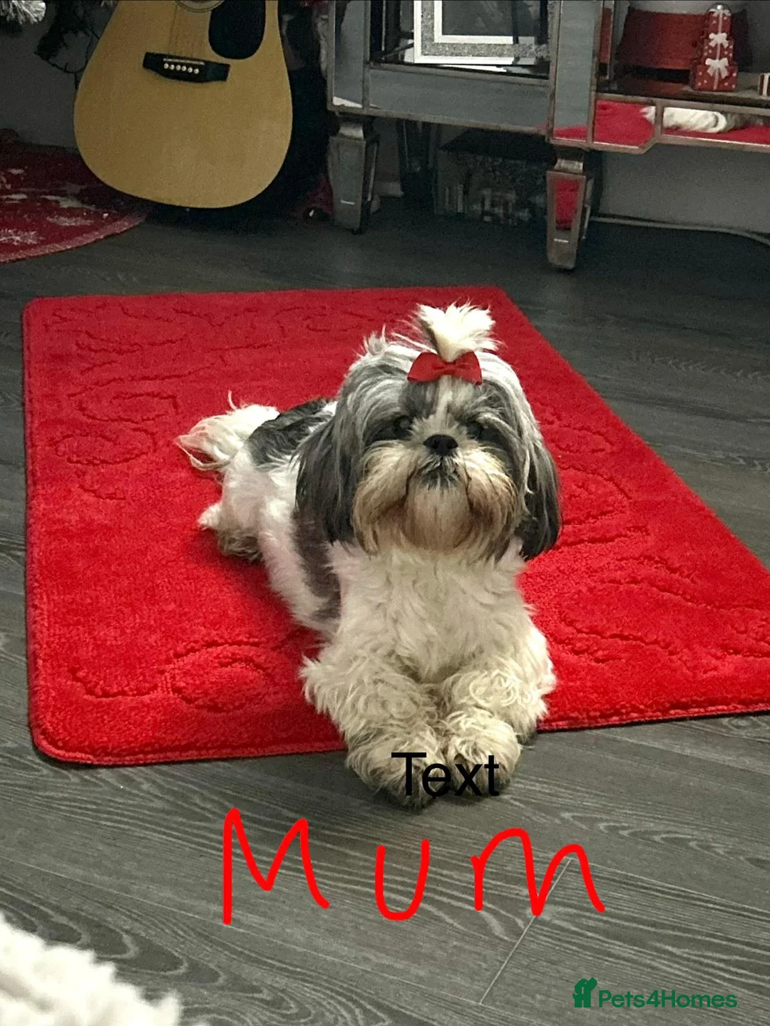 Shih Tzu dogs for sale: Shih tzu - Advert 2