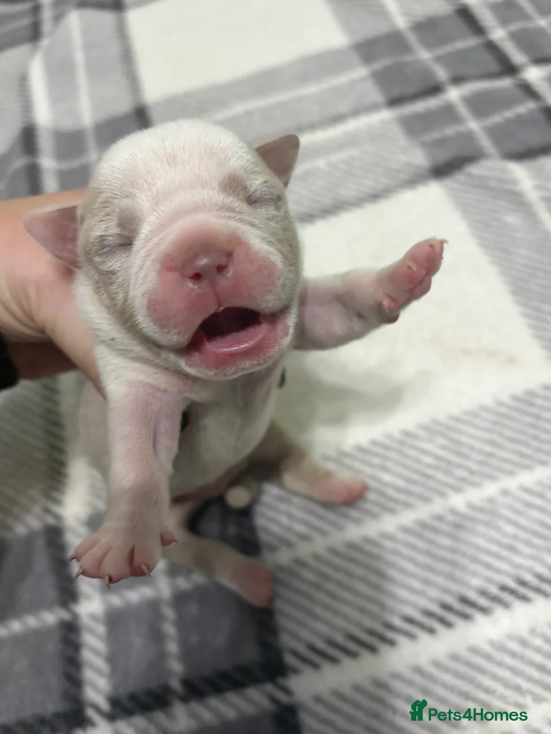 American Bully dogs for sale: Pocket bully’s  in Cradley Heath - Advert 28