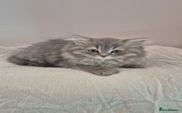 British Shorthair cats for sale: Purebred blue/White British Shorthair Kittens - Image 1