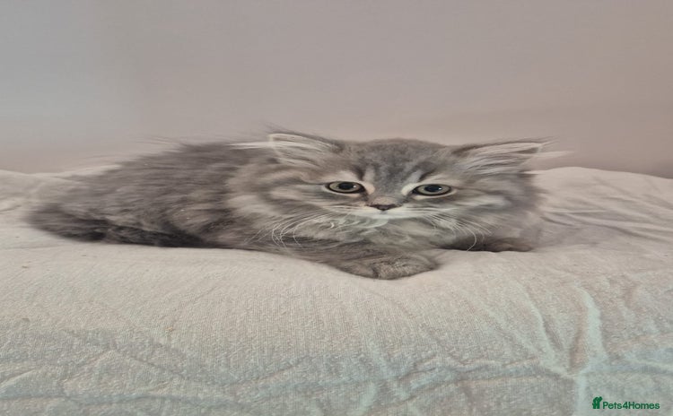 British Shorthair cats - Advert 1