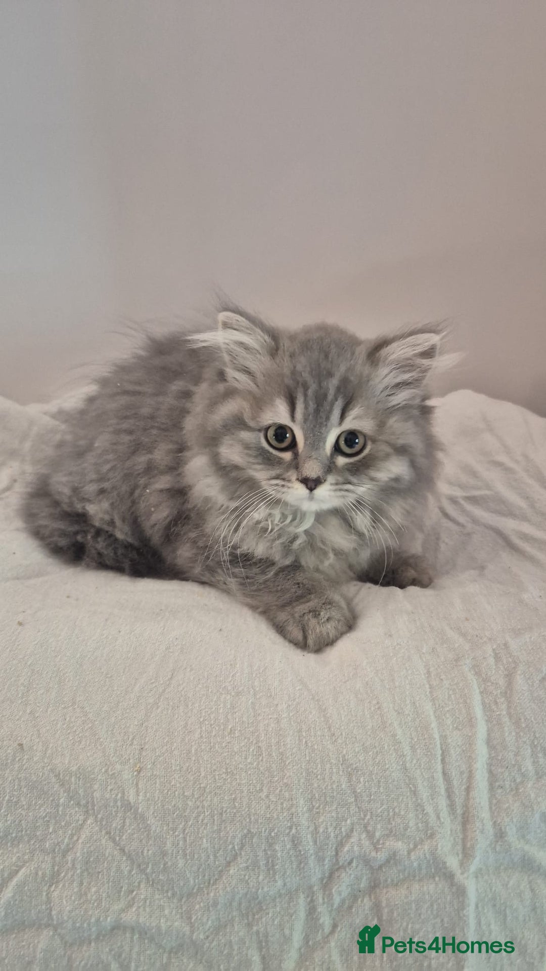 British Shorthair cats for sale: Purebred blue/White British Shorthair Kittens - Image 1