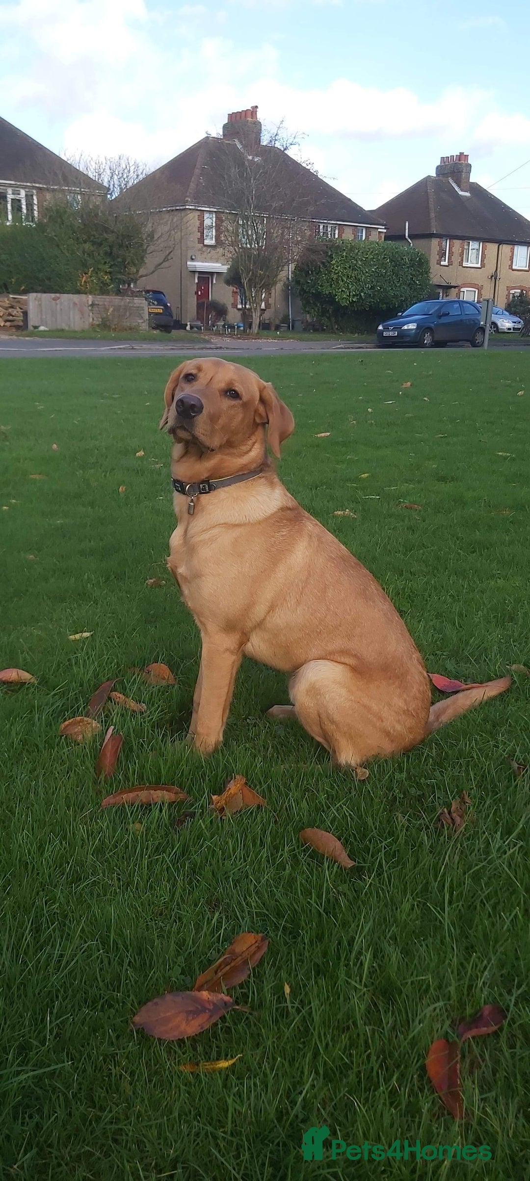 Labrador Retriever dogs for sale: Red Fox , Golden & White Labrador Pups  - Image 11