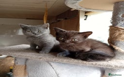 British Shorthair cats for sale: British Shorthair kittens - Image 4