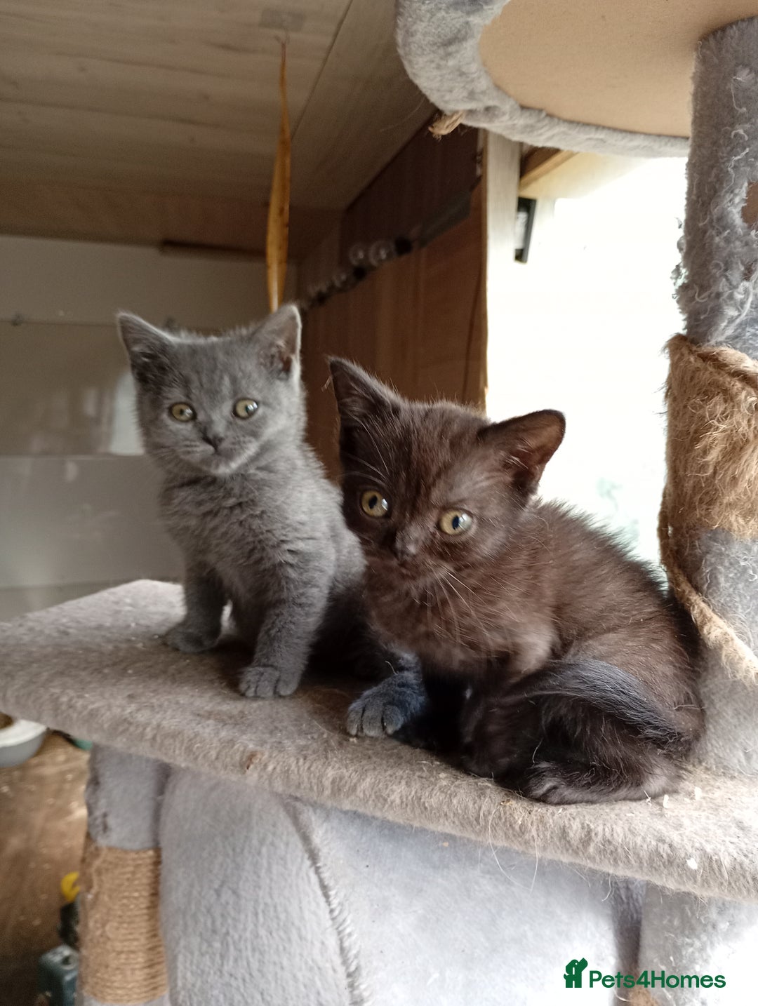 British Shorthair cats for sale: British Shorthair kittens - Image 4