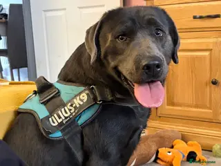 Labrador Retriever dogs Sully the chocolate lab - 18 months old - Advert 3