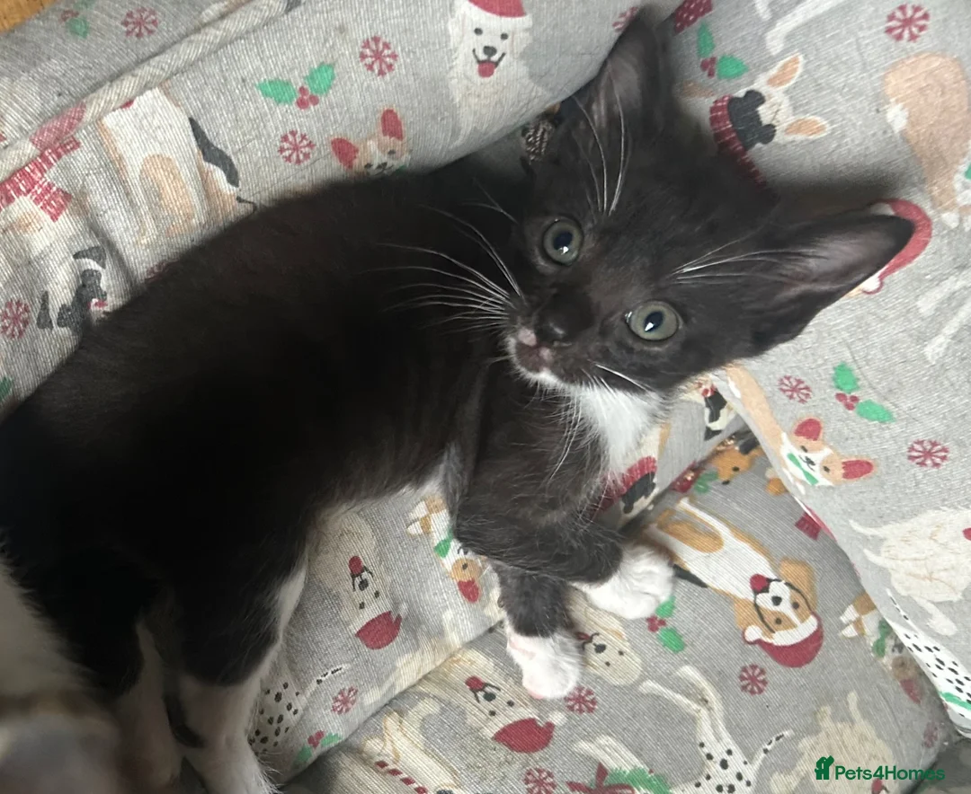 Mixed Breed cats for sale: Cute two available girl kittens end of the weeks  - Advert 15