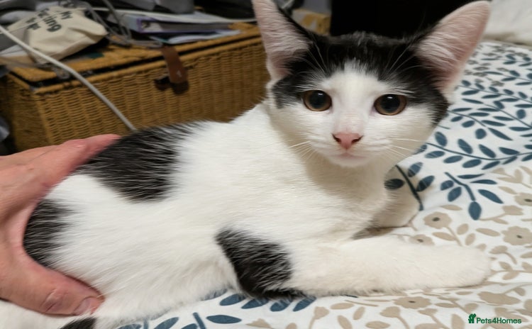 Domestic Shorthair cats - Advert 1