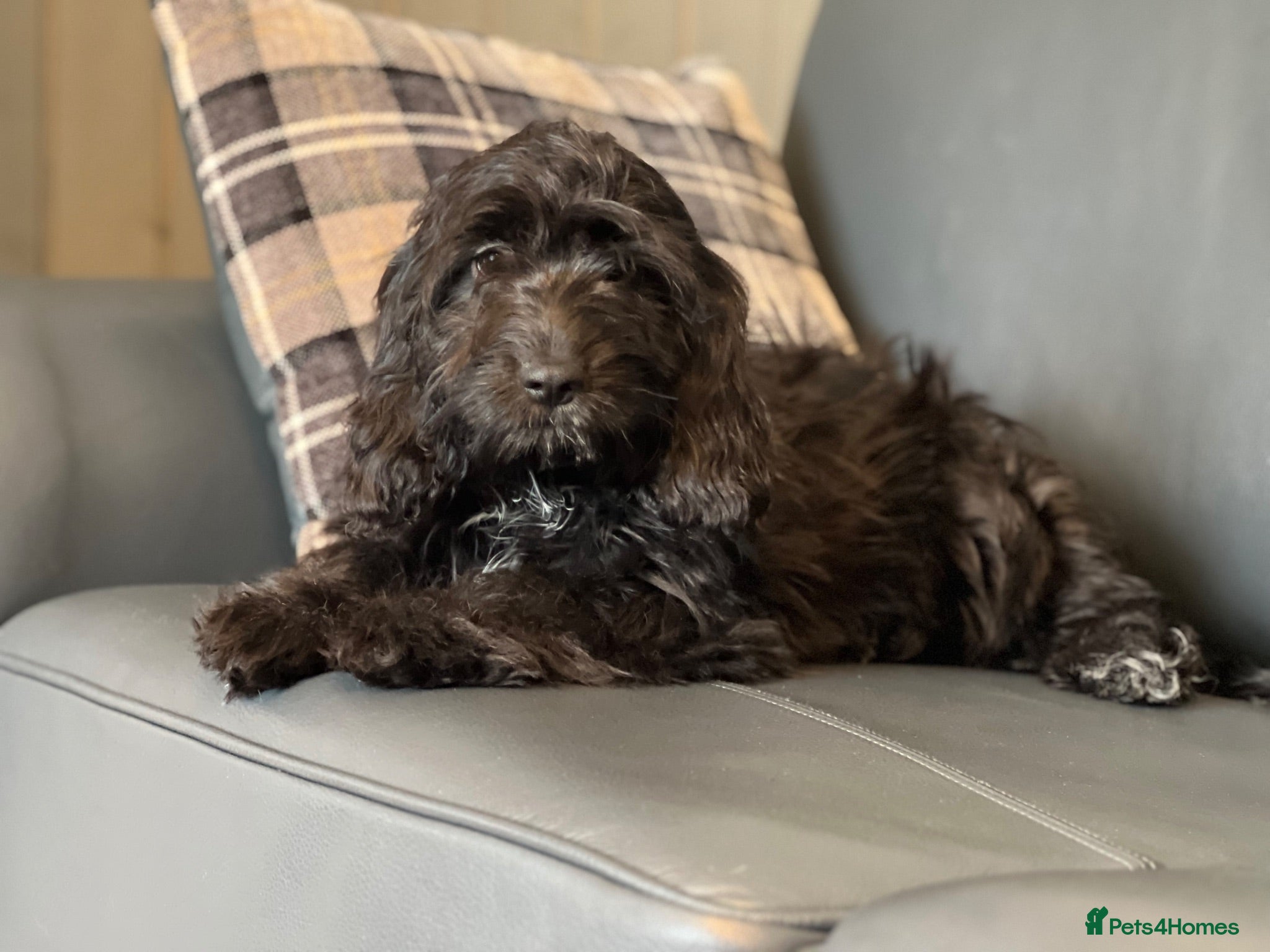 Cockapoo dogs BLACK COCKAPOO GIRL READY NOW  - Advert 1