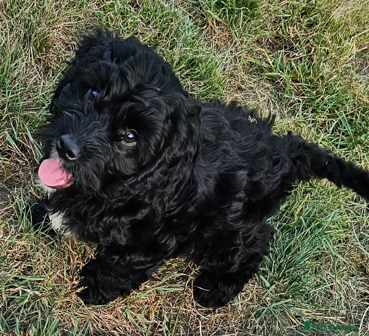 Cockapoo dogs 5 Beautiful Female Cockapoo Puppies Ready Now - Advert 5