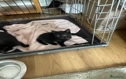 British Shorthair cats for sale: Litter of 5 lovely kittens  - Image 7