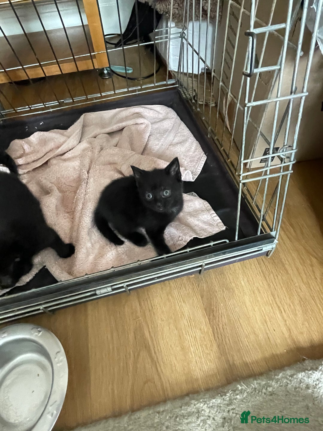 British Shorthair cats for sale: Litter of 5 lovely kittens  - Image 7