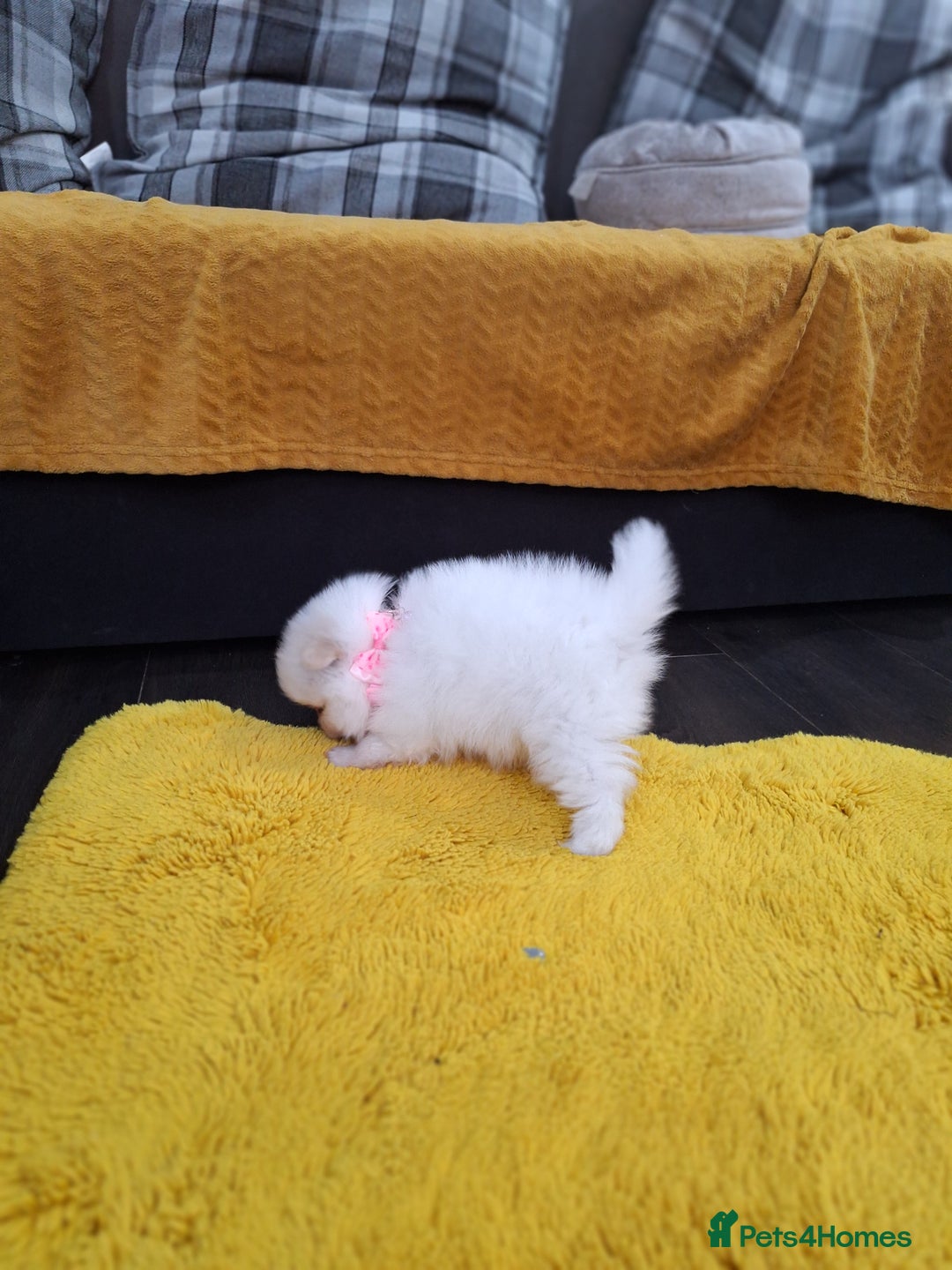 Pomeranian dogs for sale: Exellent quality mini ** pomeranian puppies  - Image 20