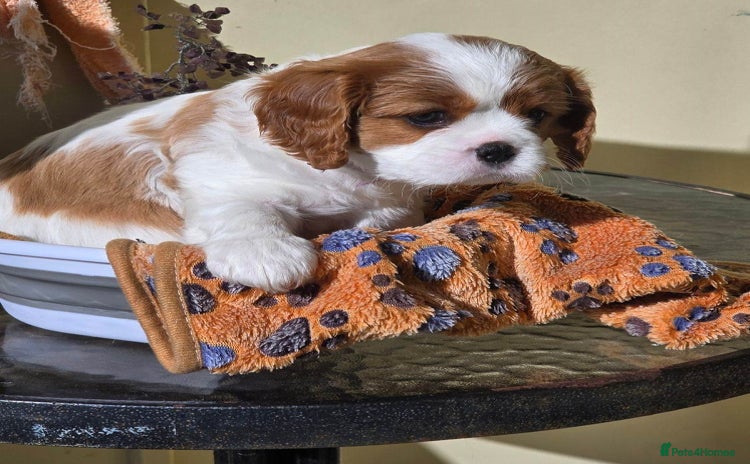 Cavalier King Charles Spaniel dogs - Advert 1