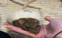 Rat rodents for sale: Baby rats (males and females) - Image 9