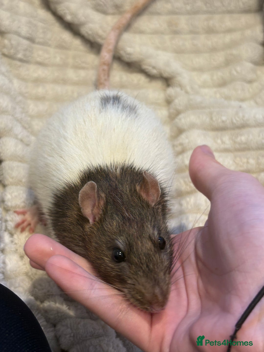 Rat rodents for sale: Baby rats (males and females) - Image 9
