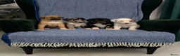 Mixed Breed dogs for sale: Blue Merle Border Collie x Lurcher Puppies  - Advert 5