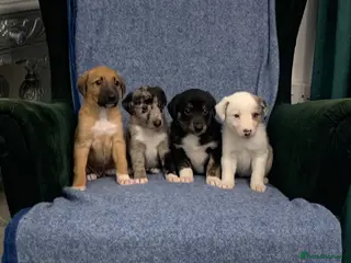 Mixed Breed dogs Blue Merle Border Collie x Lurcher Puppies - Advert 2