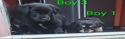 Mixed Breed dogs for sale: Cockerpom puppys 🐶 - Advert 12