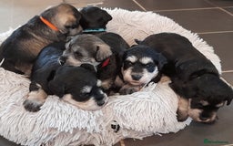 Miniature Schnauzer dogs for sale: Rockybobs Miniature Schnauzers  - Image 6