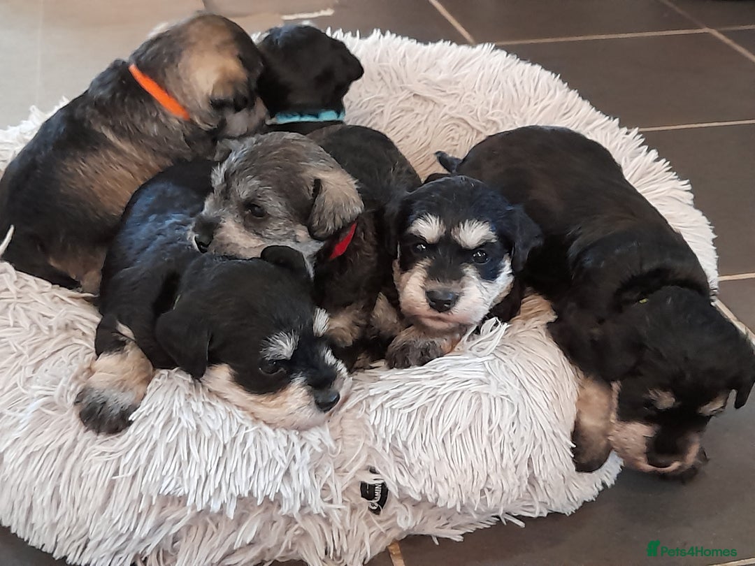Miniature Schnauzer dogs for sale: Rockybobs Miniature Schnauzers  - Image 6