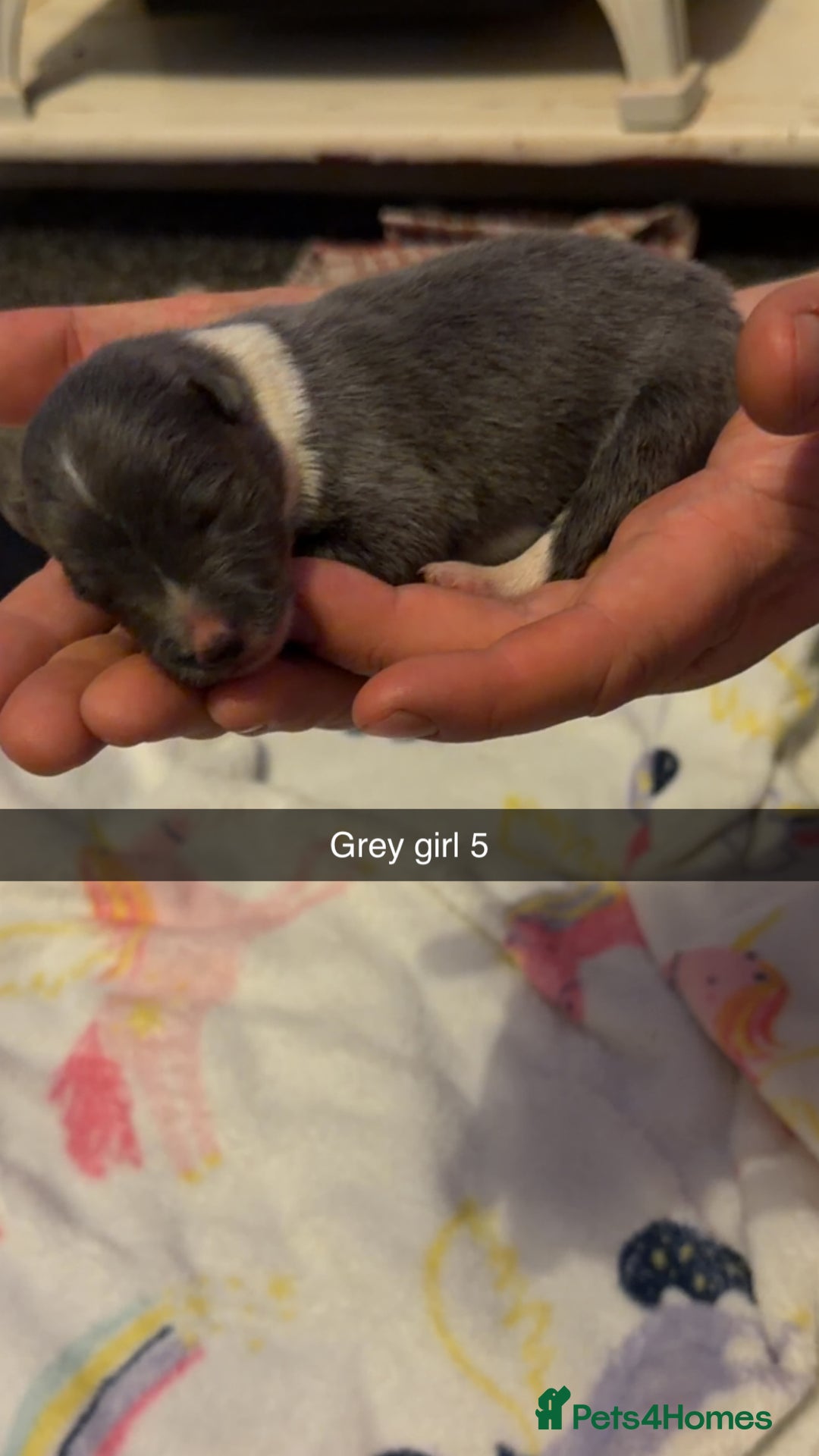 Border Collie dogs for sale: 10 amazing puppies - Advert 2