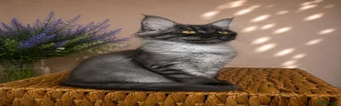 Maine Coon Kitten 4