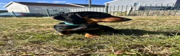 Dachshund dogs for sale: Black and tan in Blackwood - Advert 6