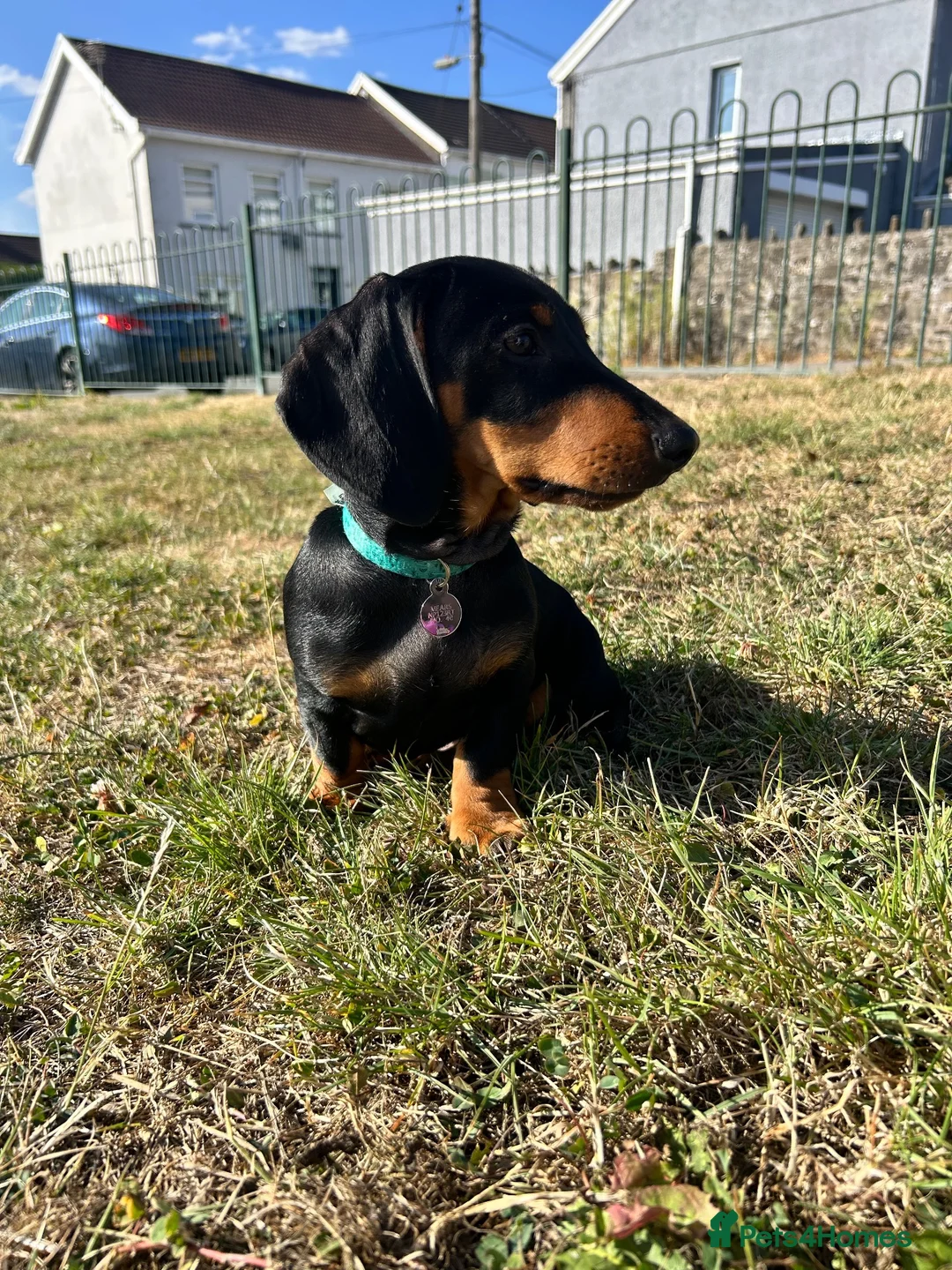 Dachshund dogs for sale: Black and tan in Blackwood - Advert 6