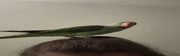 Parrots birds for sale: Tame Young Female Alexandrine - Advert 3