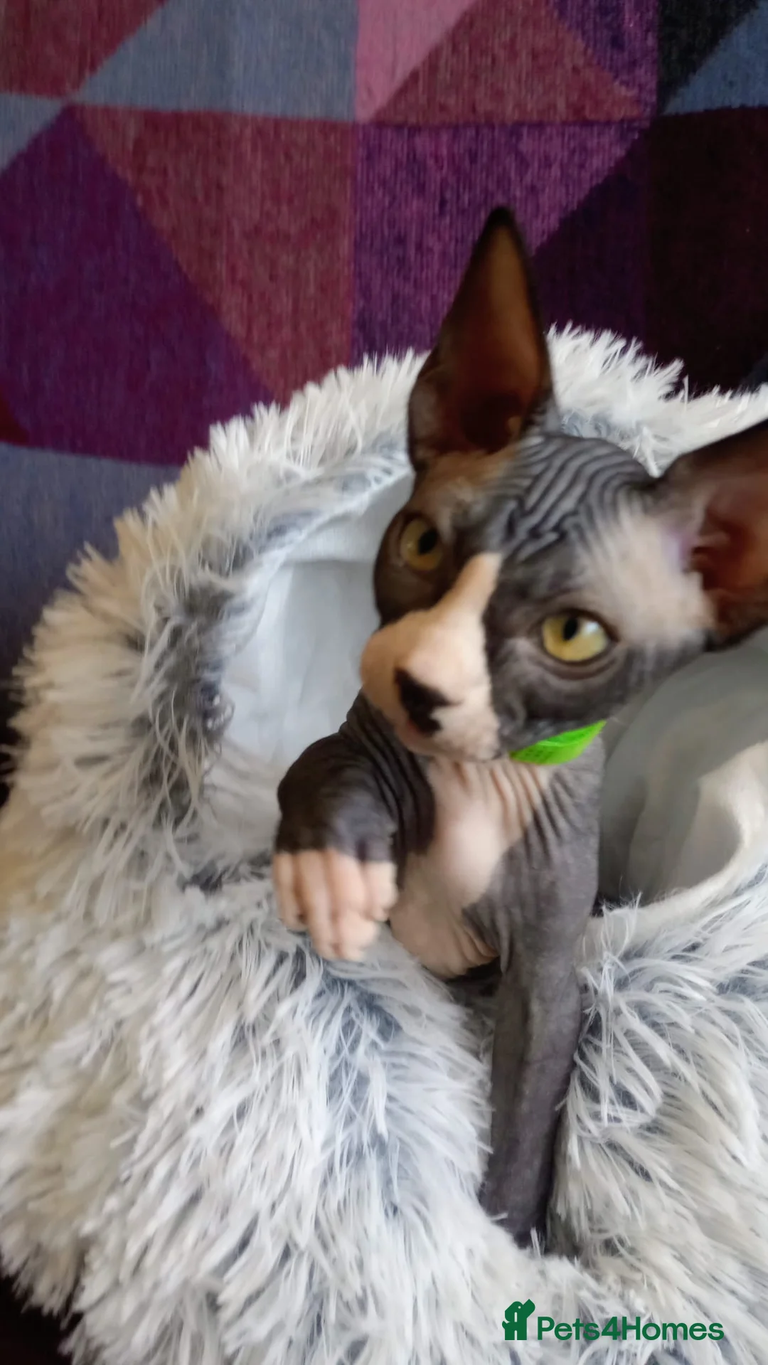 Sphynx cats for sale: little Sphynx boy - Advert 2
