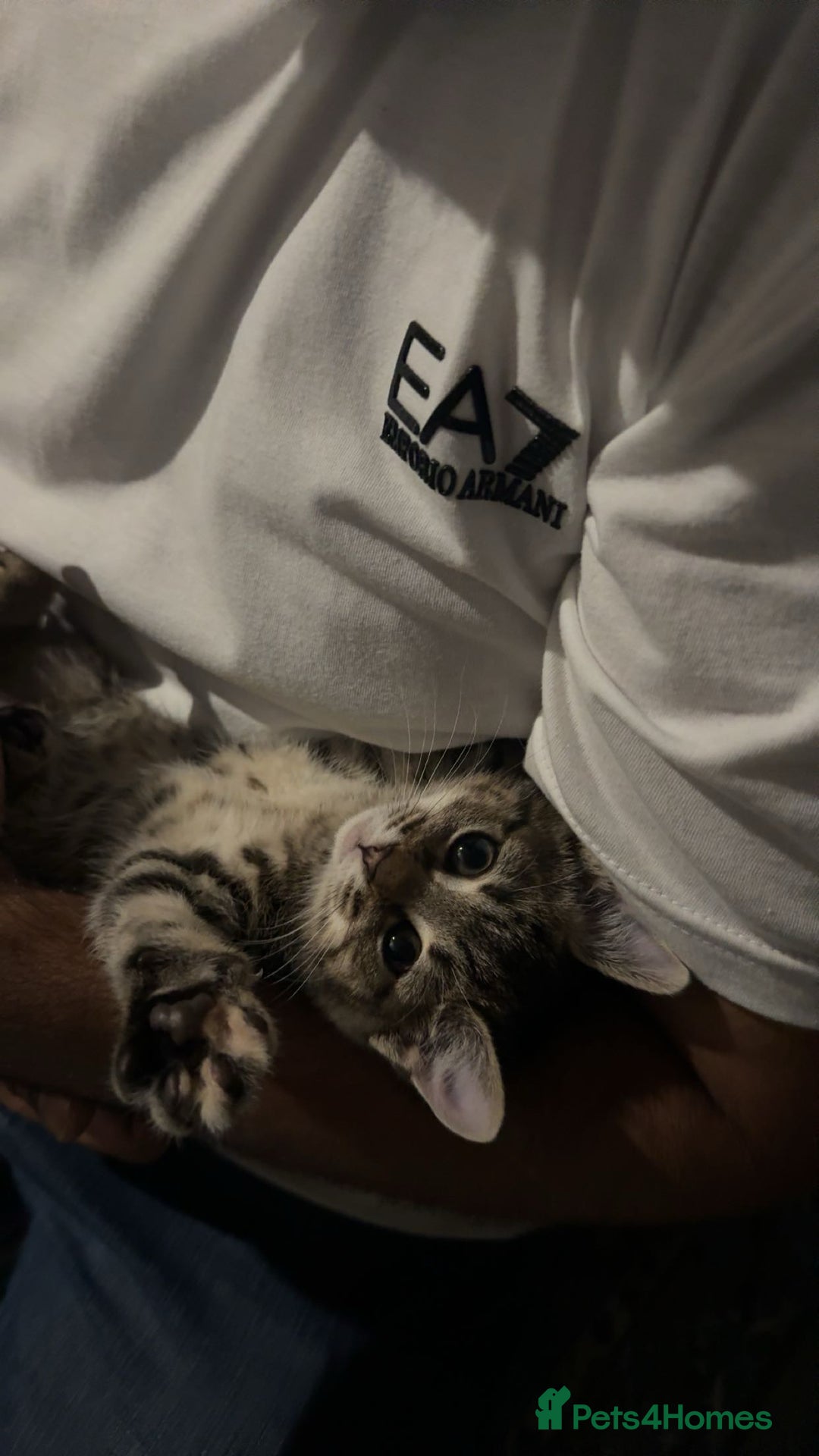 Domestic Shorthair cats for sale: 🐾Two Gorgeous Female Kittens🐾 - Image 2