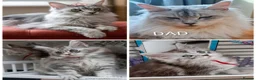 Maine Coon cats for sale: READY NOW GCCF Registered Maine Coon Kittens - Advert 4