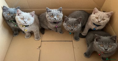 British Shorthair cats - Advert 13
