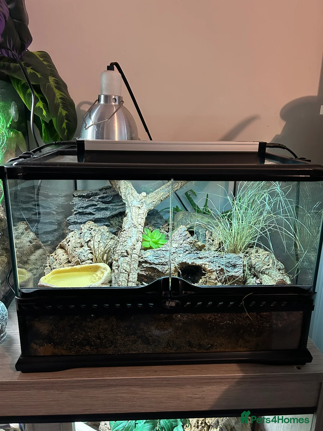 Snake reptiles for sale: Kenyan Sand Boa + Enclosure full setup  - Advert 3