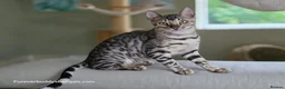 Bengal cats for sale: Gorgeous Health Tested Bengal Kittens  - Advert 7