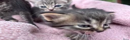 British Shorthair cats for sale: Friendly Tabby kittens  - Advert 9